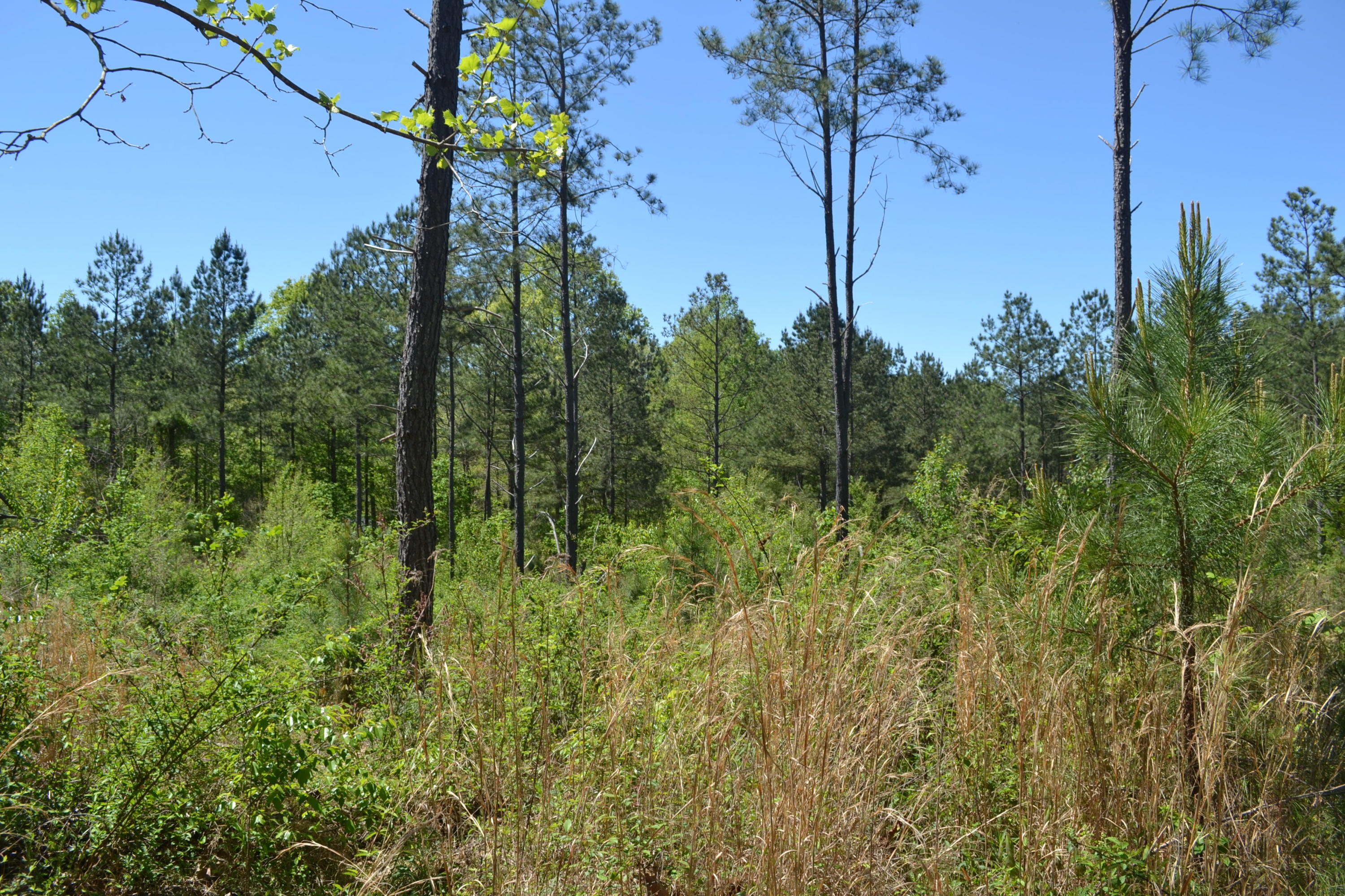 Ten Mile Tn 37880 Road Decatur, TN 37322 - Photo 4 of 6 4