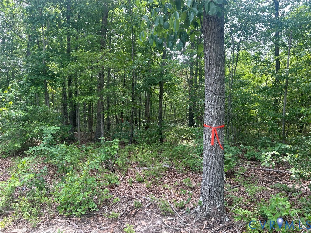 Tbd Jones Farm Road Montpelier, VA 23192 - Photo 4 of 6 Hop in the woods here. Some ribbons provided. Use