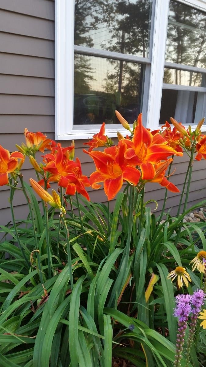 279 Province Road Barnstead, NH 03218 - Photo 38 of 39