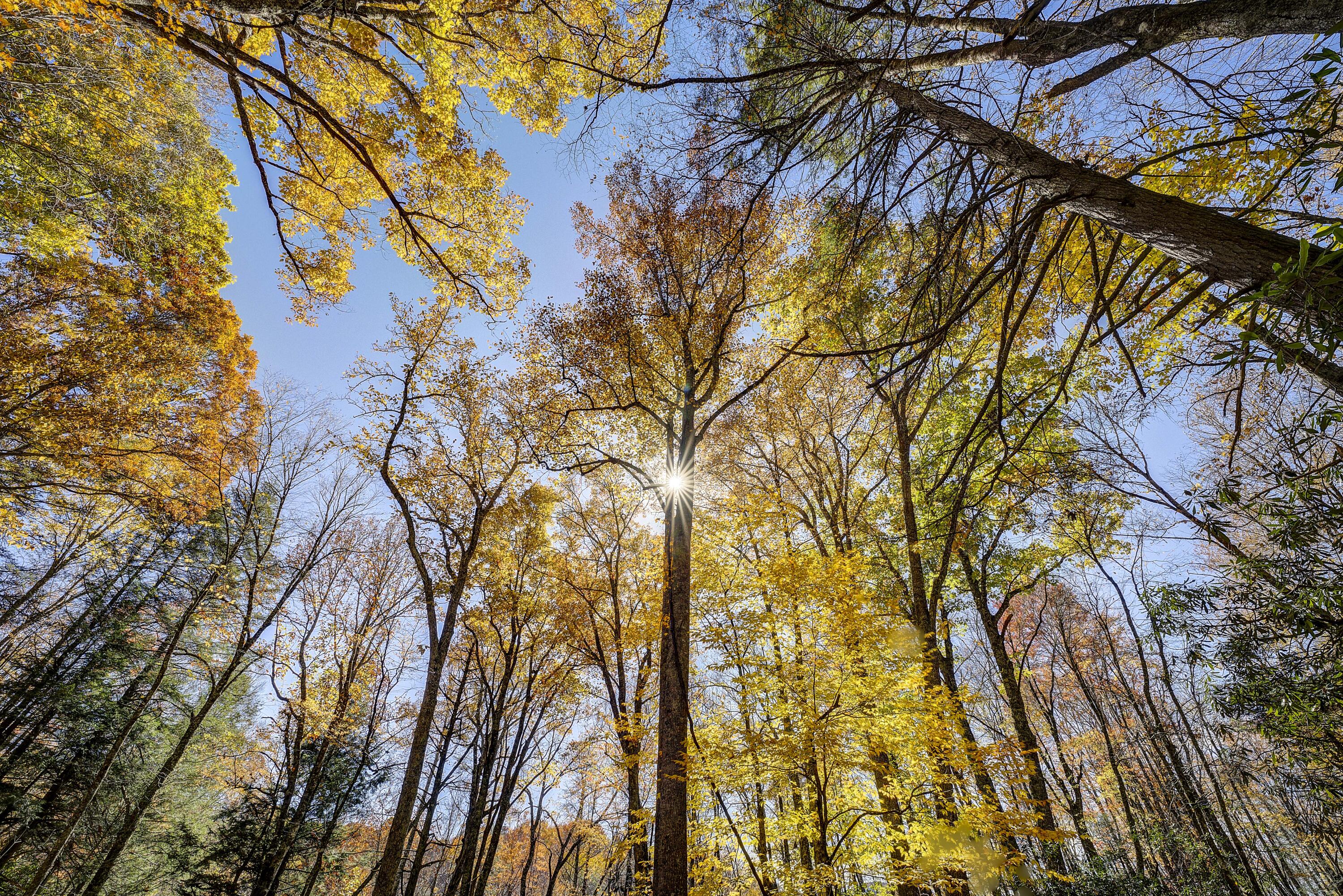 252 Ripshin Lake Road Roan Mountain, TN 37687 - Photo 66 of 87 Ripshin-6
