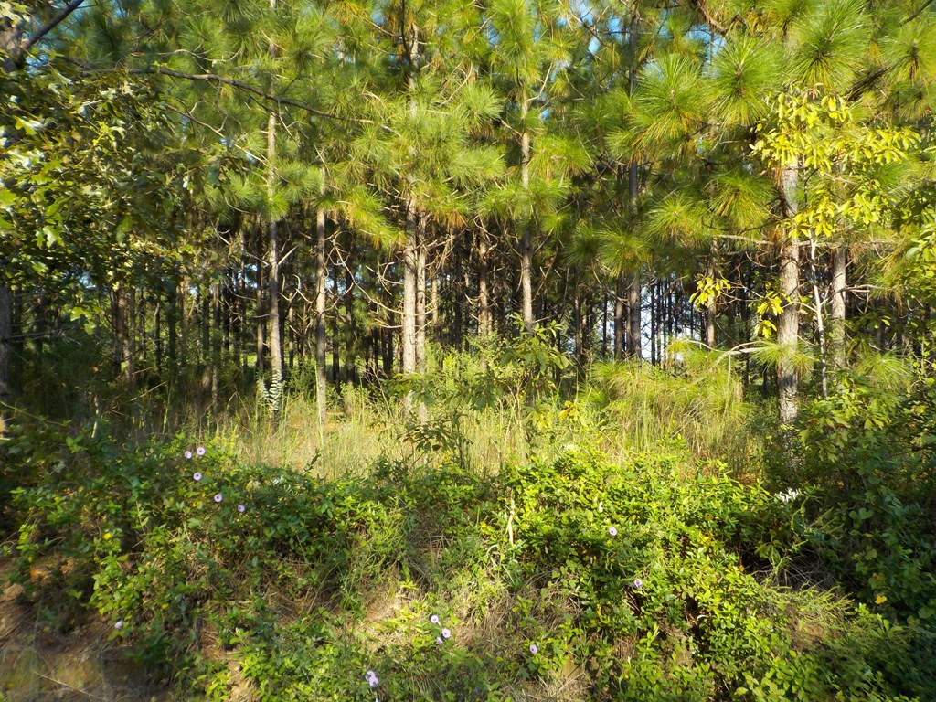 18/ Cty Road Headland, AL 36345 - Photo 6 of 22