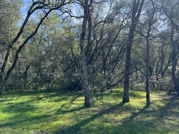 a backyard of a house with lots of plants and tree