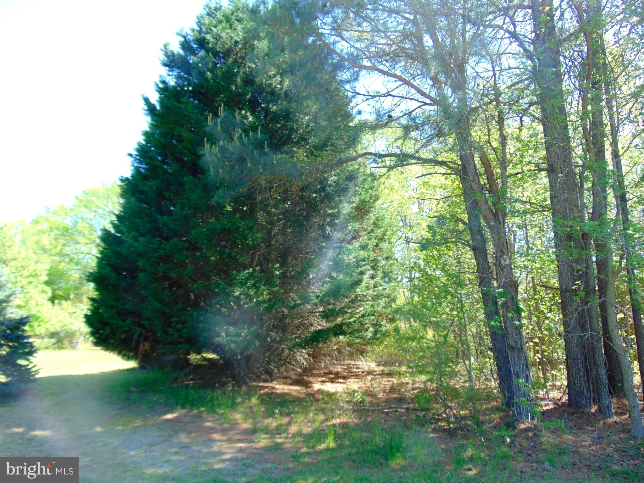 0 Hodson White Road Deal Island, MD 21821 - Photo 2 of 10 Back of property