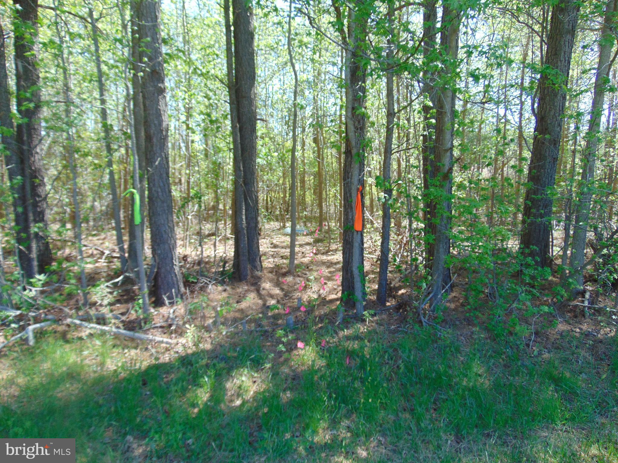 0 Hodson White Road Deal Island, MD 21821 - Photo 3 of 10 Approved perc test