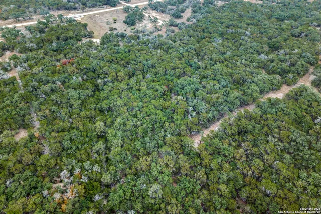 a view of a forest with a street