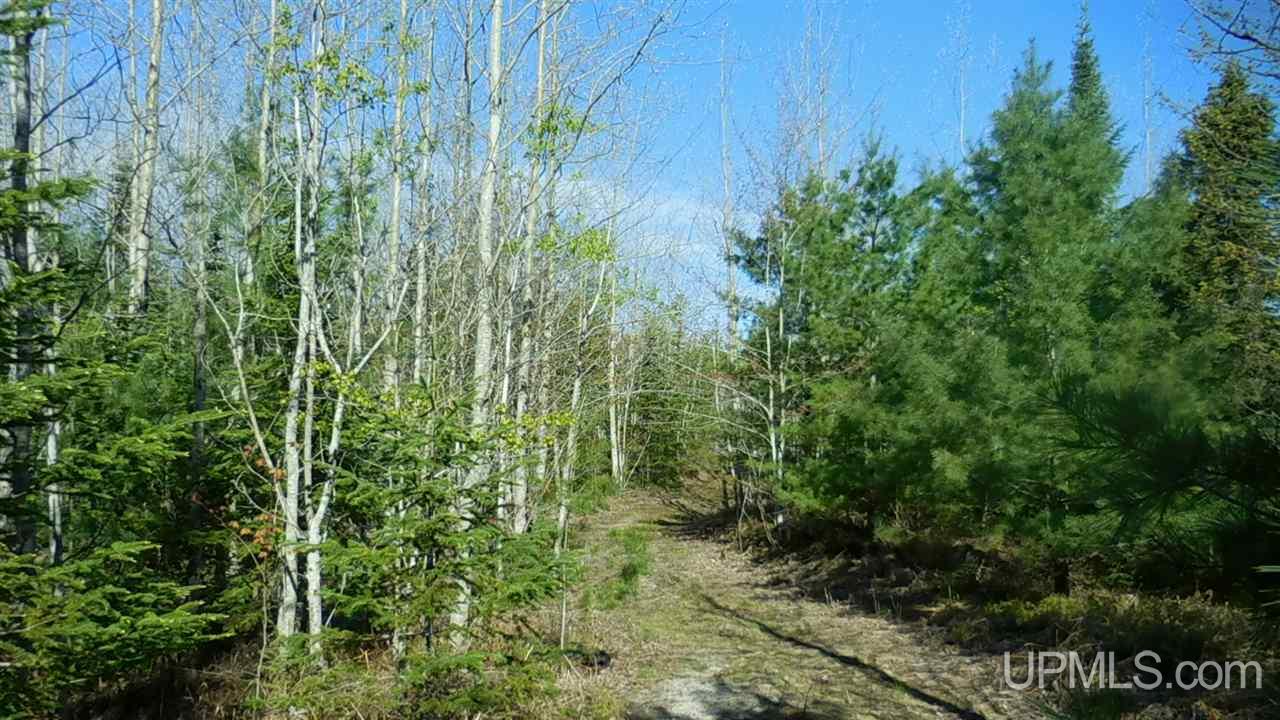 1480 Acres On Co Road Manistique, MI 49854 - Photo 16 of 49
