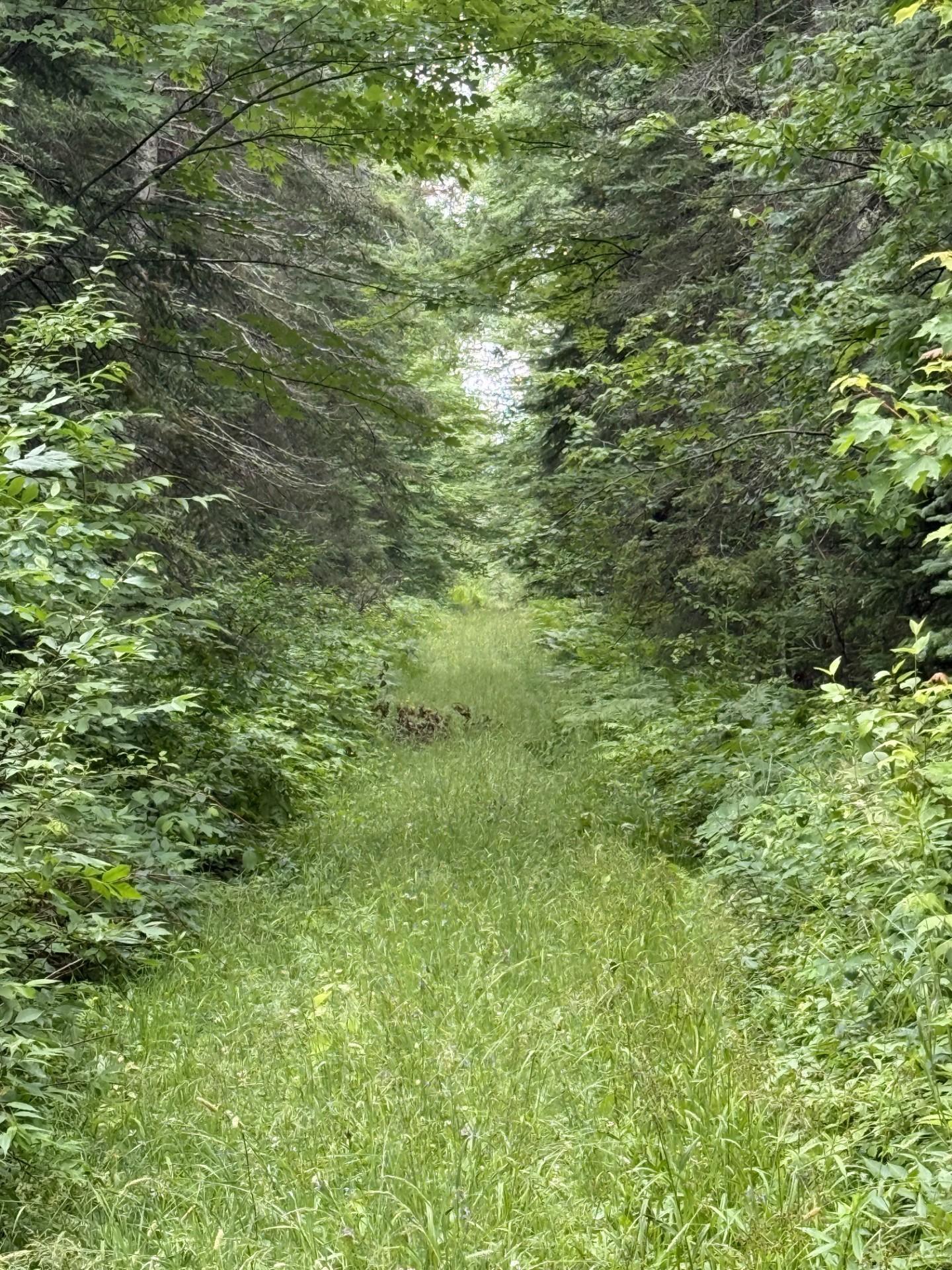 Tbd Benson Road Alborn, MN 55702 - Photo 3 of 7