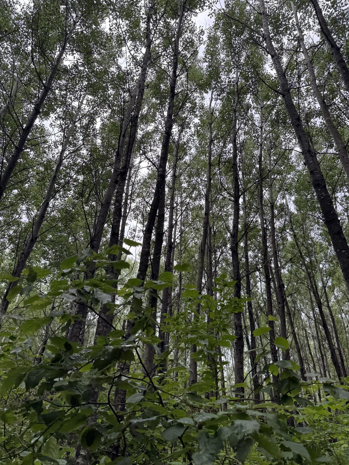 Tbd Benson Road Alborn, MN 55702 - Photo 4 of 7