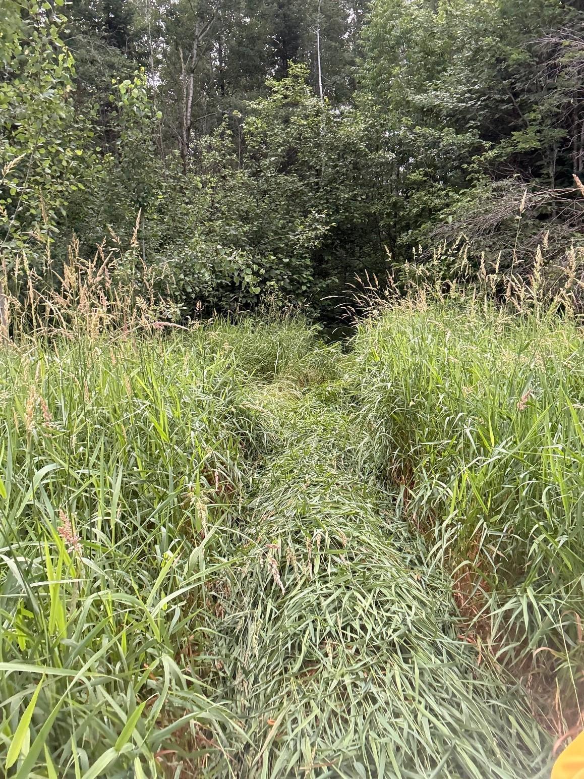 Tbd Benson Road Alborn, MN 55702 - Photo 5 of 7