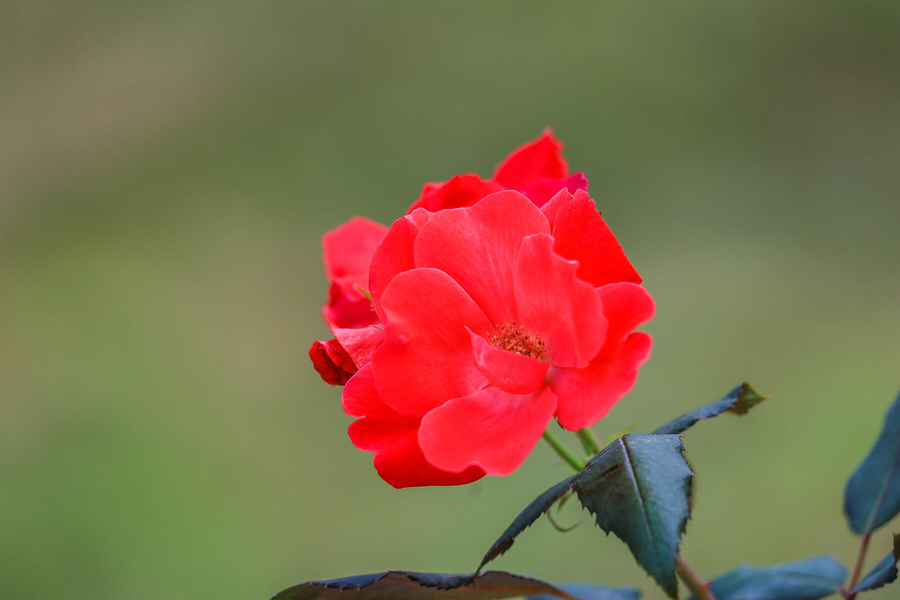 14 Phoebe's Close Orleans, MA 02653 - Photo 49 of 55 598A0324