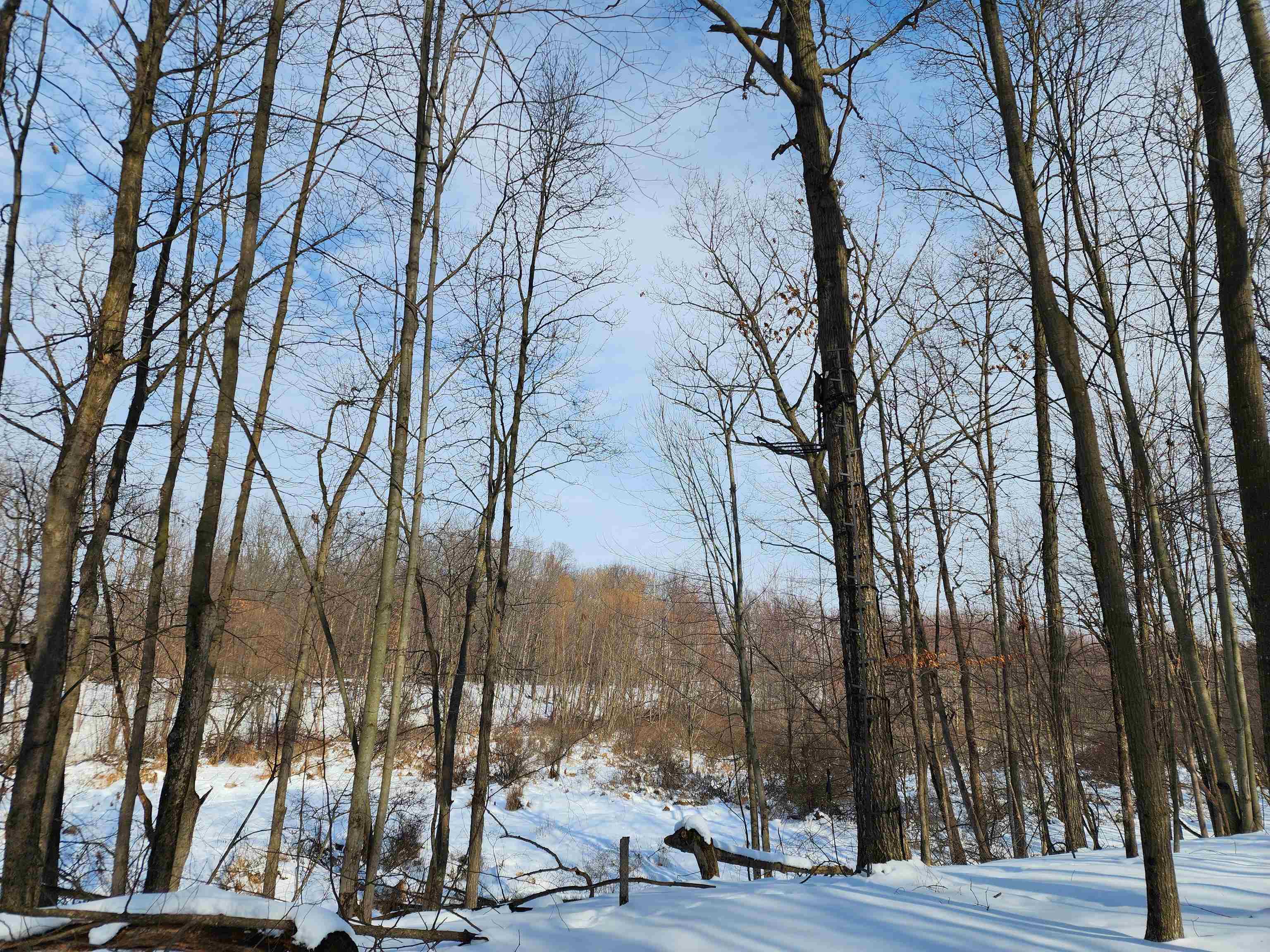 33-acres South Peoples Road Fenwick, MI 48834 - Photo 18 of 20