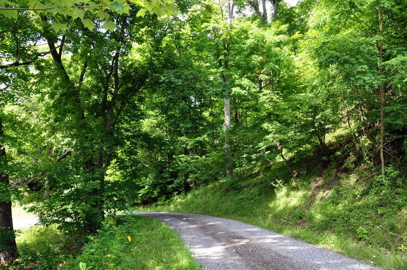 100 Trout Run Road Williamsburg, WV 24991 - Photo 4 of 30 Gallery Image 4