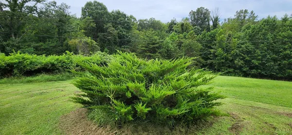 a view of a field with a trees in the background