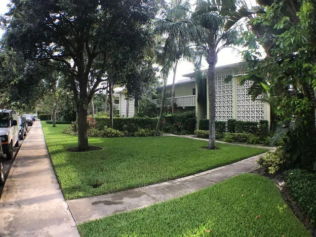 a view of a yard with plants and large trees
