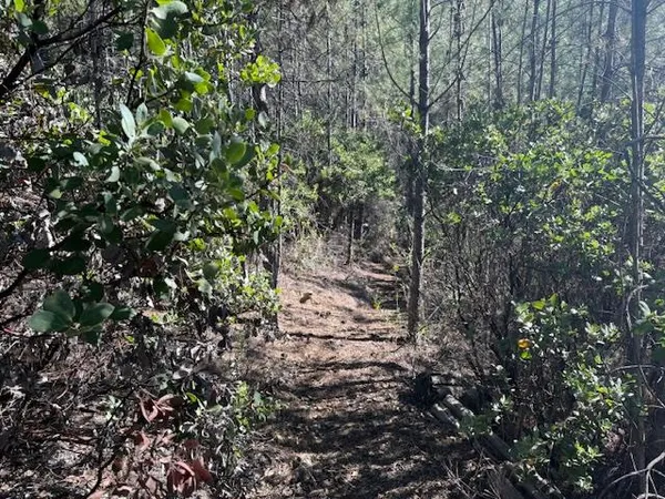 a view of a forest with trees