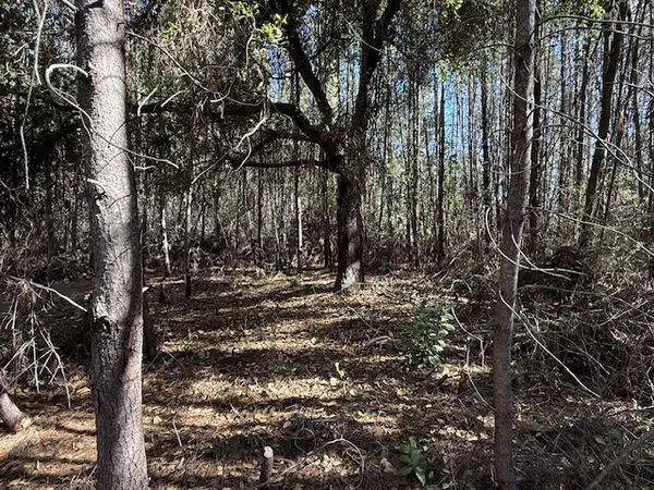 a view of a forest with trees