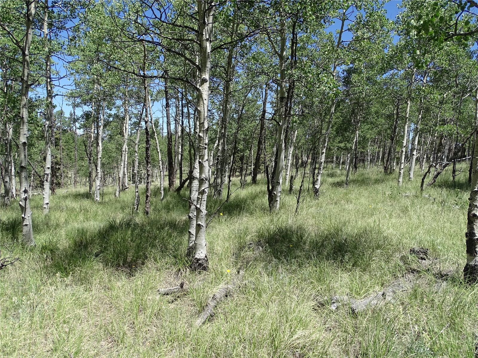 782 Bow String Road Como, CO 80456 - Photo 6 of 22