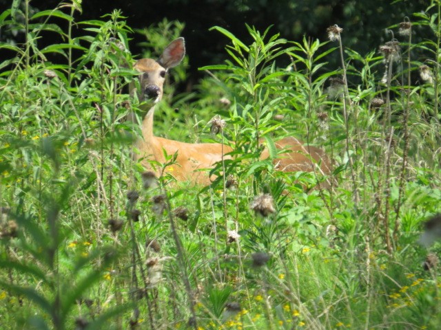 0 Shaw Road Cornersville, TN 37047 - Photo 22 of 33