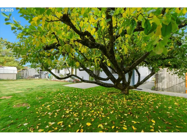 a view of a yard with plants