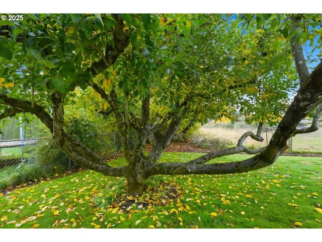a view of a big yard with large trees