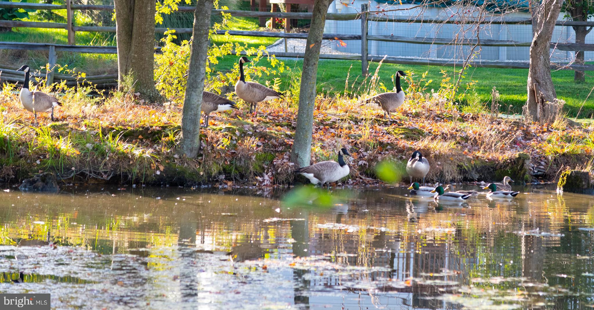 10 Partridge Court Hanover, PA 17331 - Photo 29 of 44 View the pond wildlife in your own backyard!