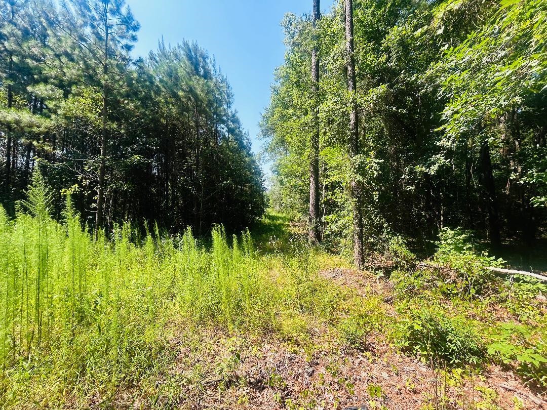 18.3-acres - Turkey Lane Kingstree, SC 29556 - Photo 7 of 9