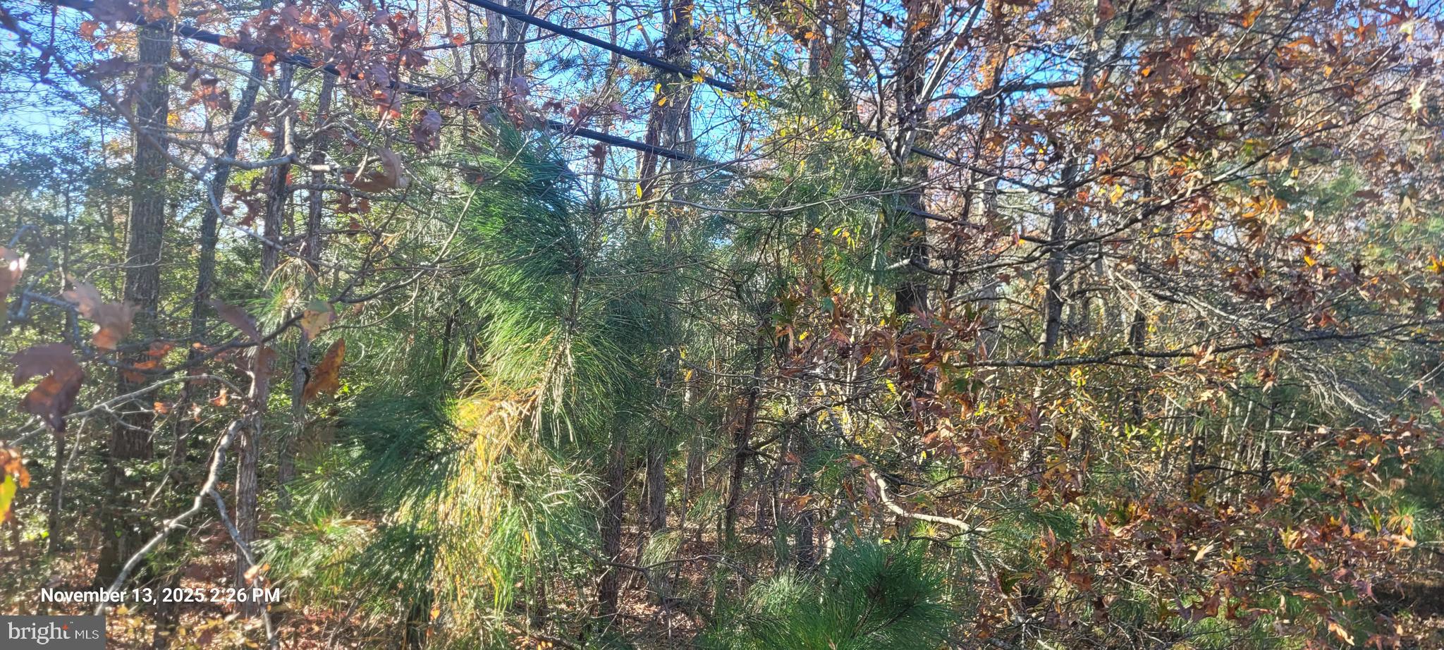 a view of a tree in a yard