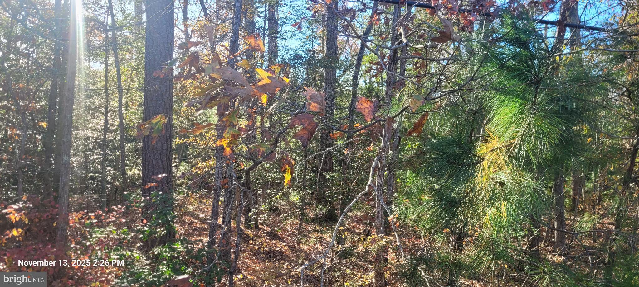Rock Point Newburg, MD 20664 - Photo 2 of 8 a view of forest