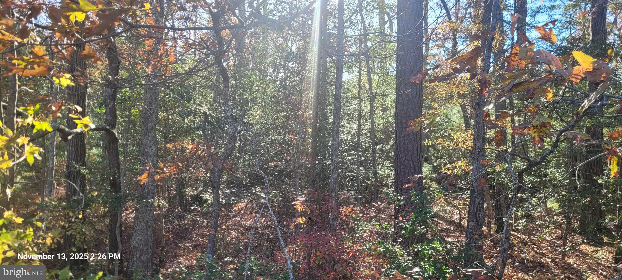 Rock Point Newburg, MD 20664 - Photo 3 of 8 a view of forest