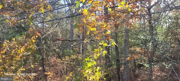 a backyard of a house with lots of trees