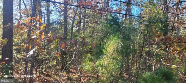 a view of a tree in a yard
