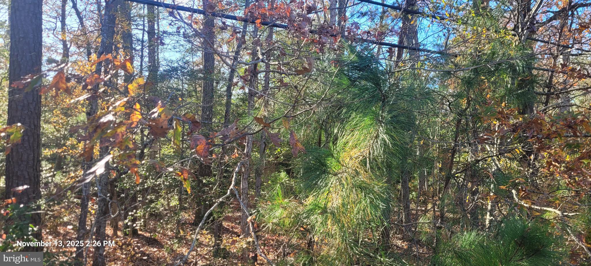 Rock Point Newburg, MD 20664 - Photo 8 of 8 a view of a tree in a yard