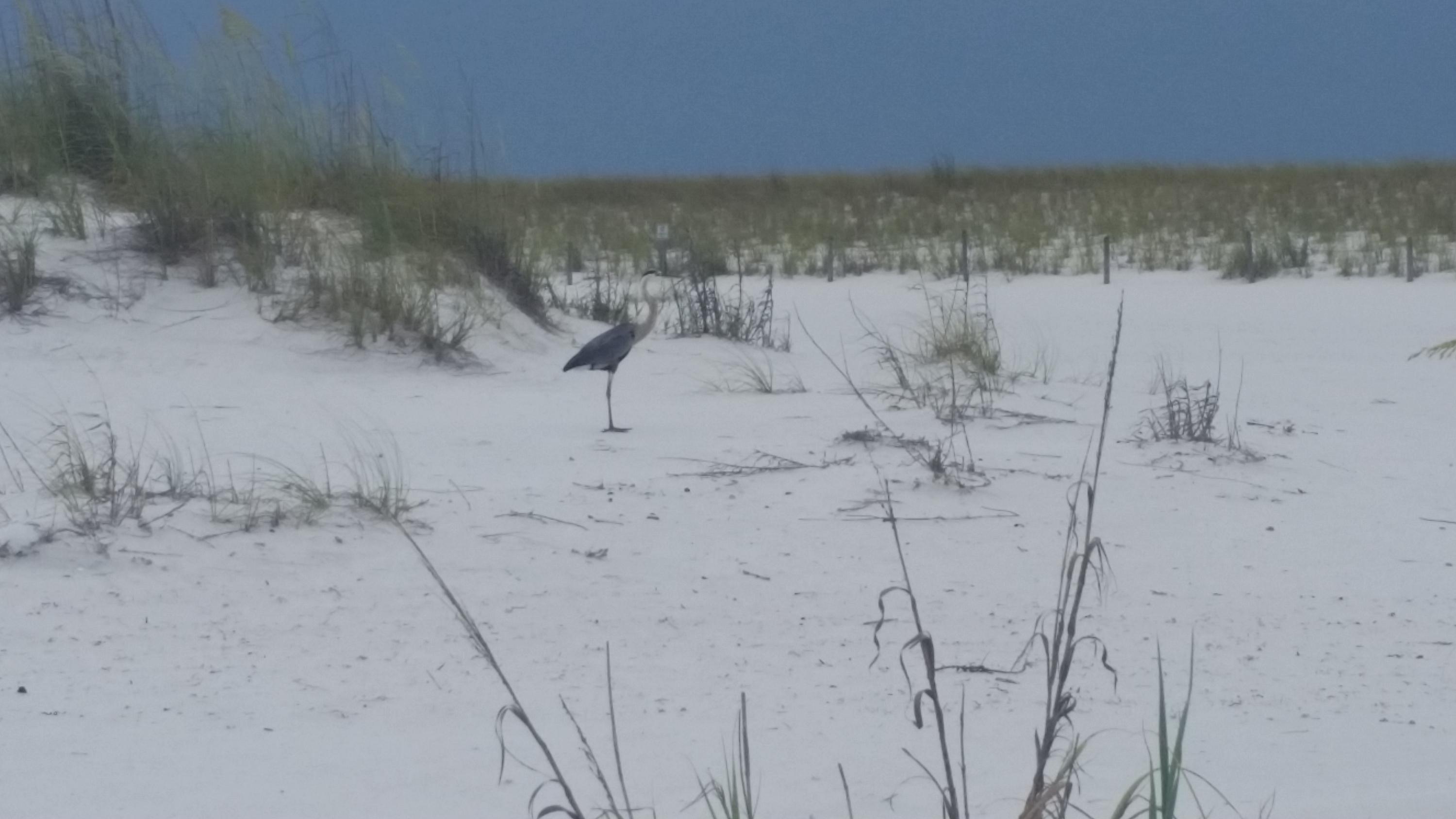 119 Gulfview Circle, Unit LOT 14 Santa Rosa Beach, FL 32459 - Photo 23 of 28 a view of a lake view