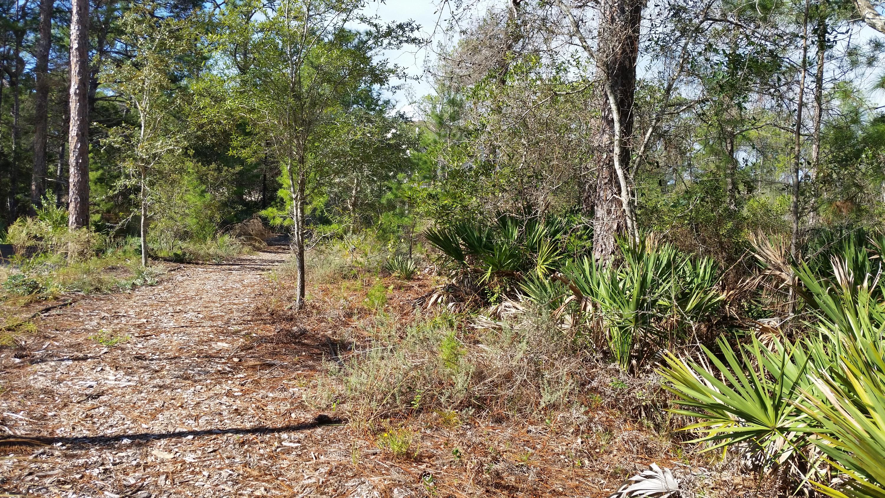 119 Gulfview Circle, Unit LOT 14 Santa Rosa Beach, FL 32459 - Photo 27 of 28 a view of a forest filled with trees