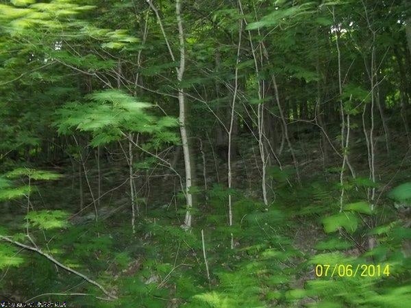 Lot 9 Stone Camp Ridge Davis, WV 26260 - Photo 1 of 6 Gallery Image 1