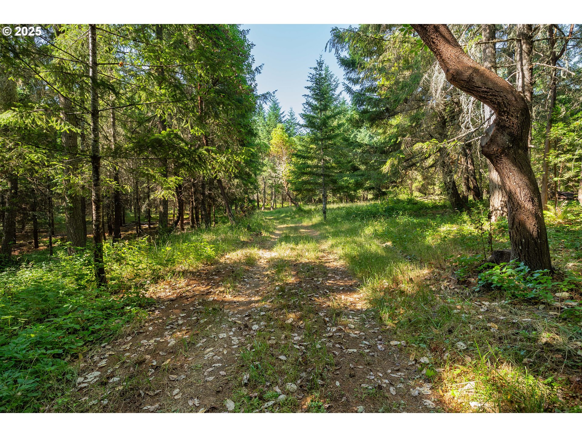 1180 Upper Cleveland Rapids Road Roseburg, OR 97471 - Photo 25 of 42 a backyard of a house with lots of green space