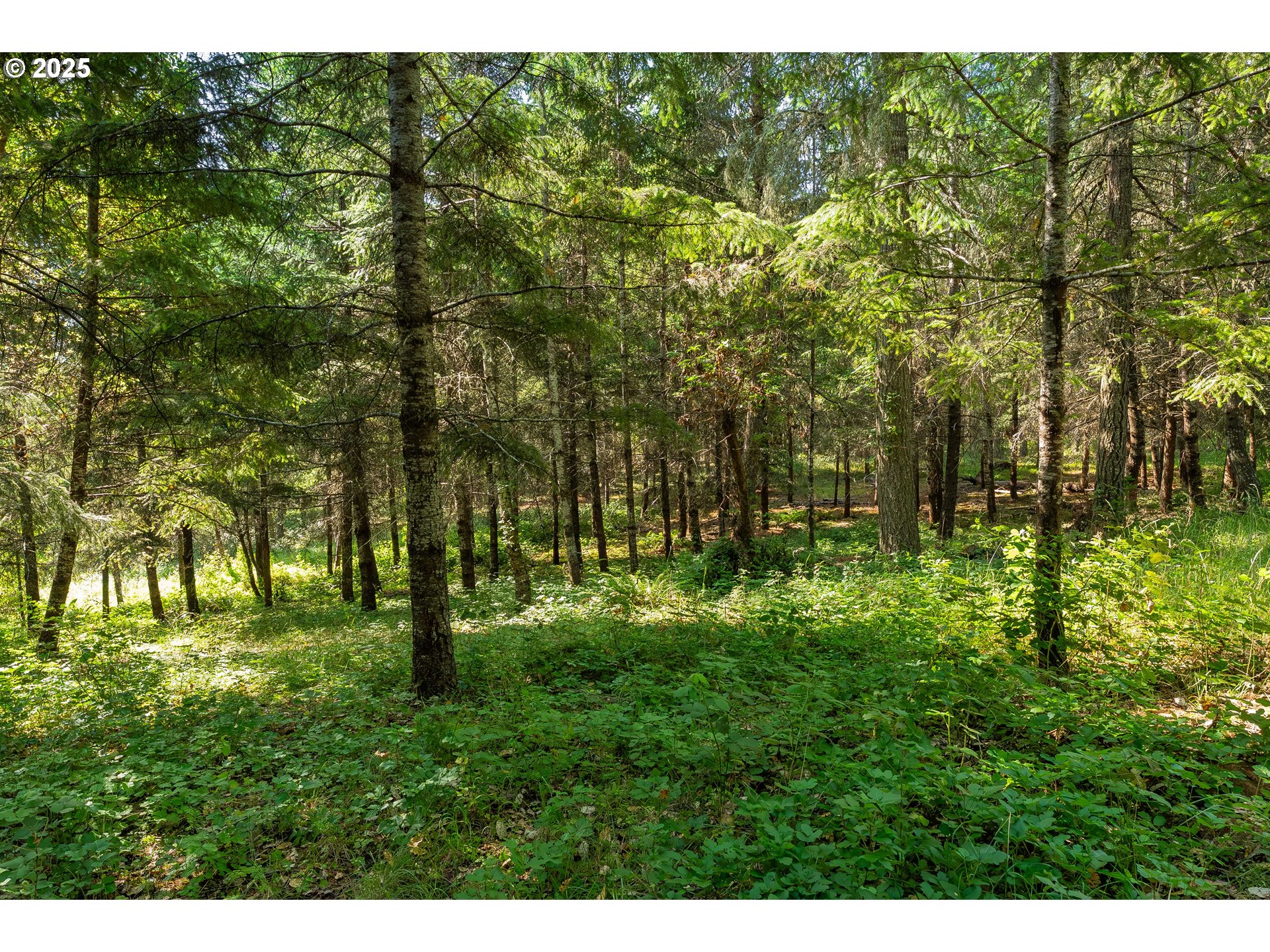 1180 Upper Cleveland Rapids Road Roseburg, OR 97471 - Photo 27 of 42 a view of outdoor space and a yard