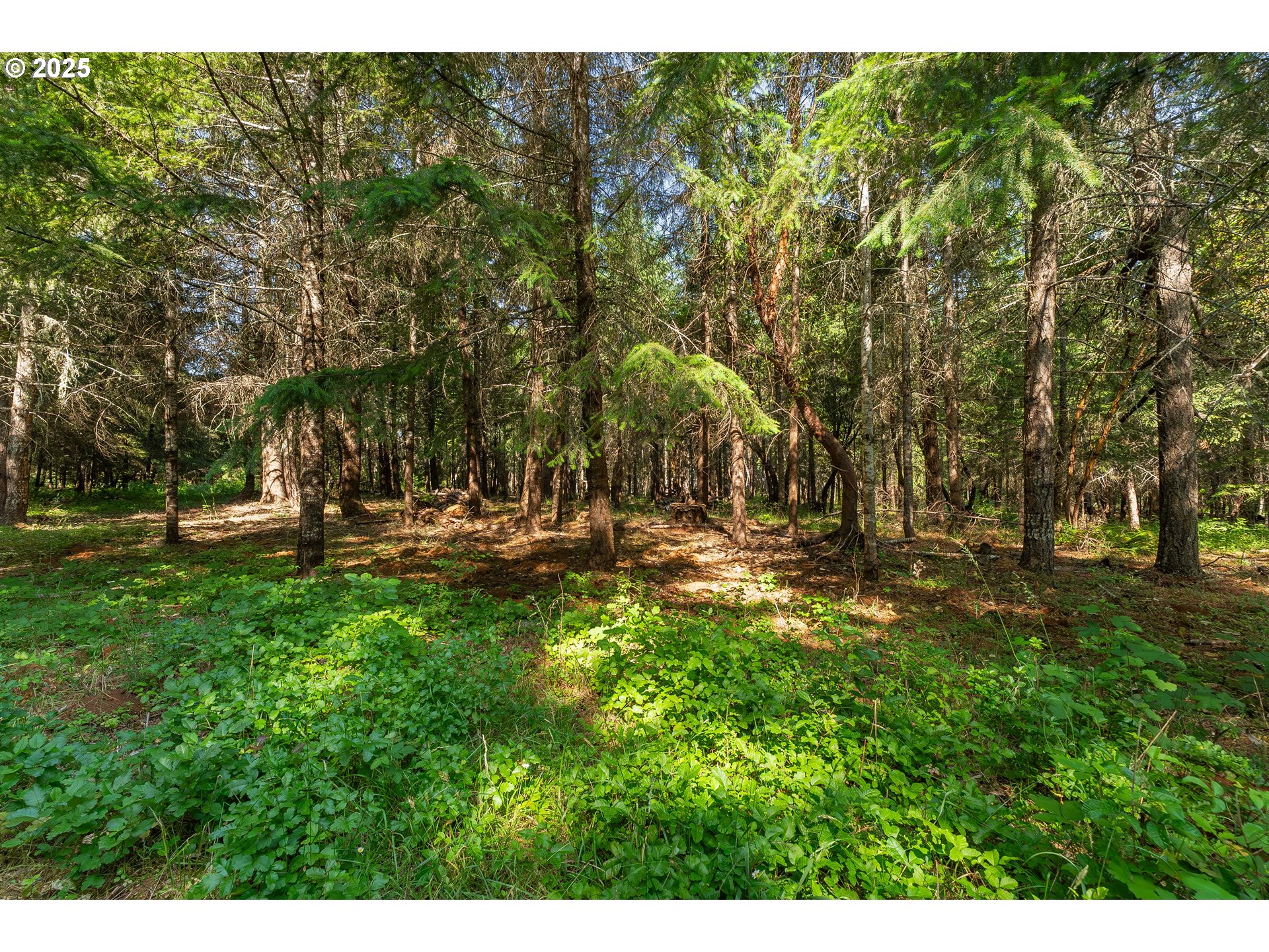 1180 Upper Cleveland Rapids Road Roseburg, OR 97471 - Photo 28 of 42 a view of park
