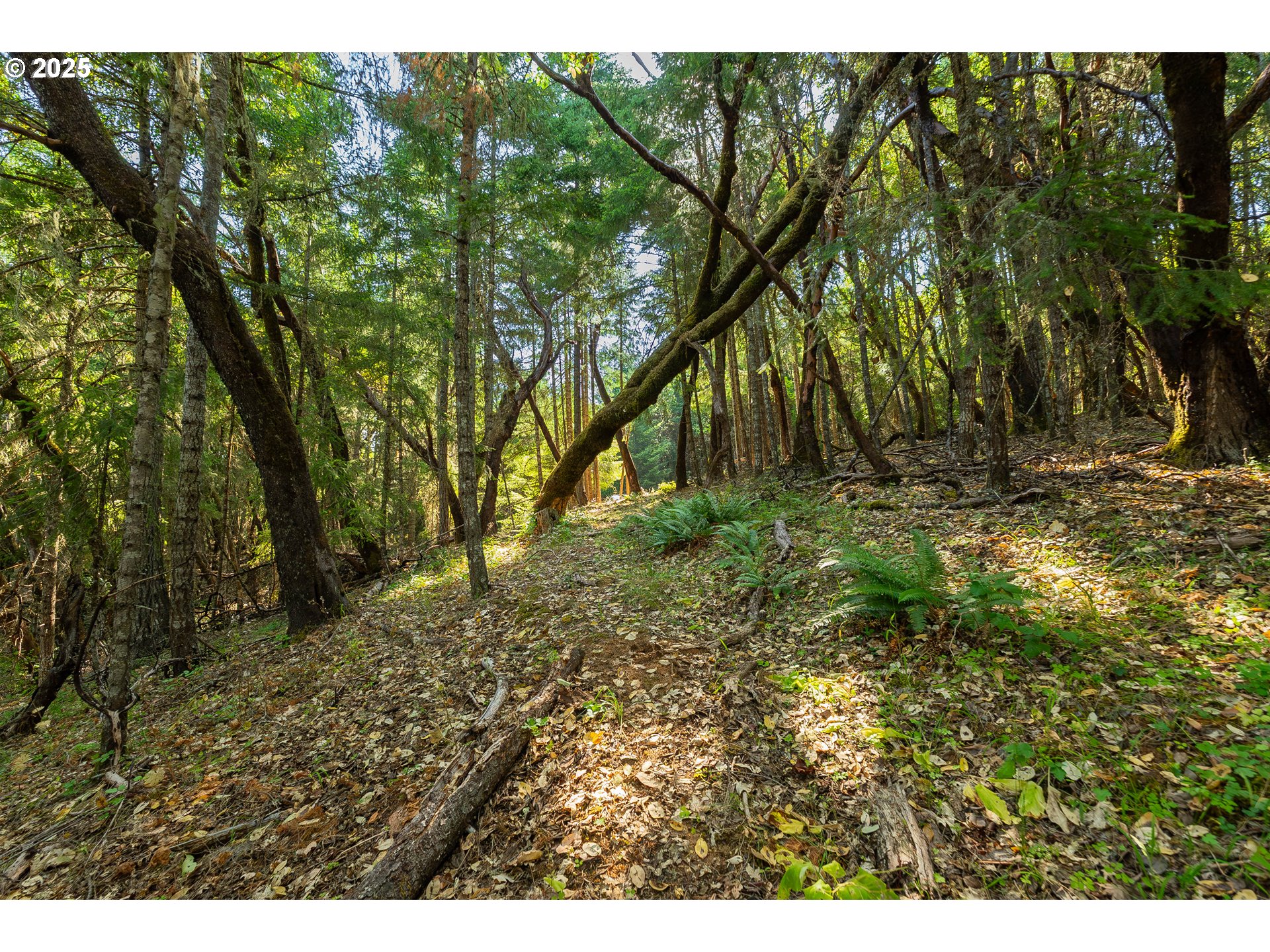 1180 Upper Cleveland Rapids Road Roseburg, OR 97471 - Photo 30 of 42 a backyard of a house with lots of green space