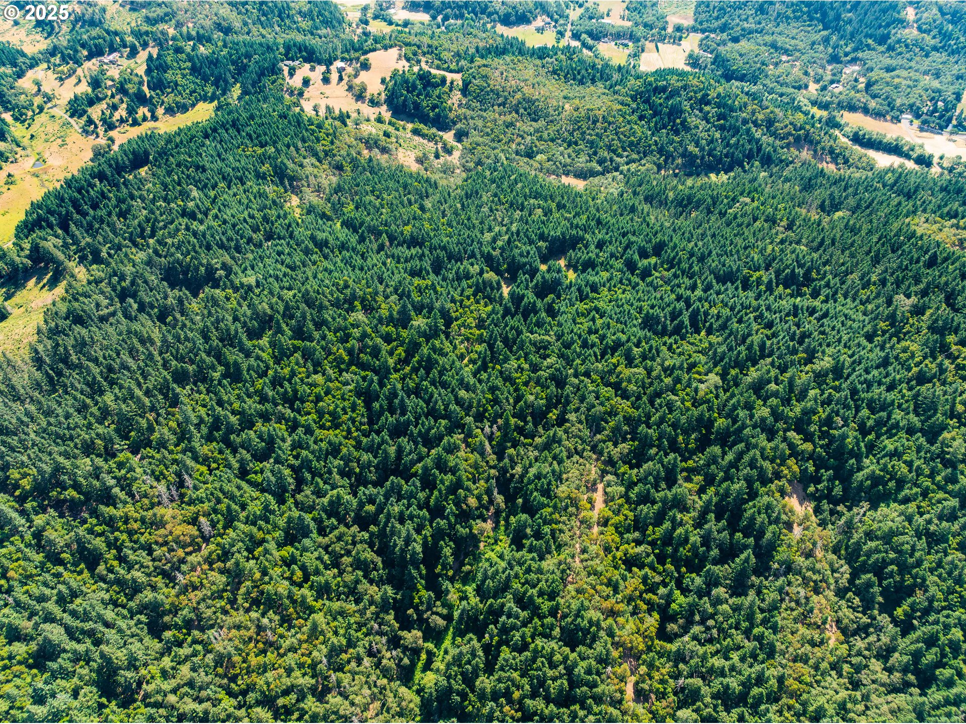 1180 Upper Cleveland Rapids Road Roseburg, OR 97471 - Photo 38 of 42 view of a lush green forest