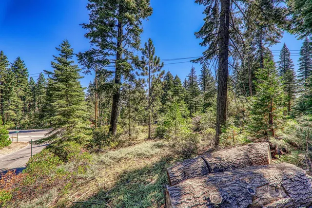 a view of a garden with trees