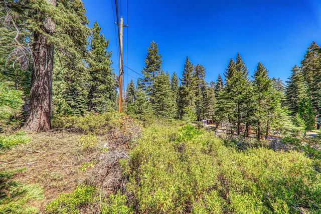a view of a yard with large trees