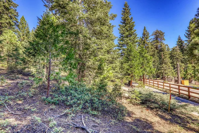 a view of a forest with trees