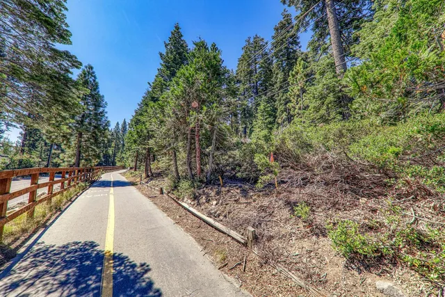 a view of a yard with plants and trees