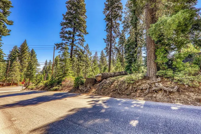 a view of a yard with plants and trees