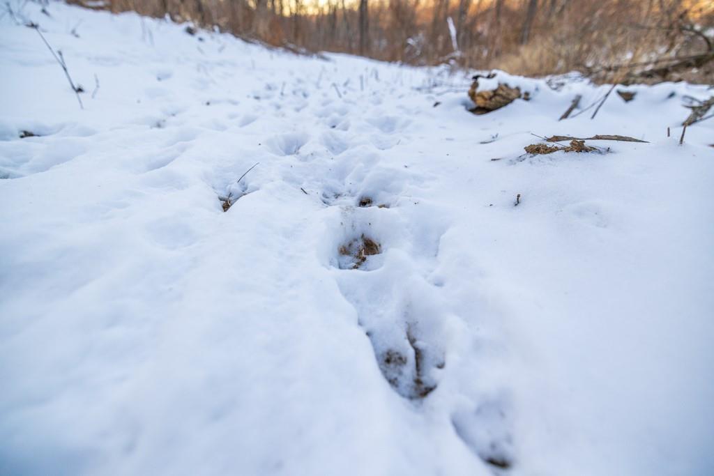 Perry Road Orrick, MO 64077 - Photo 47 of 54