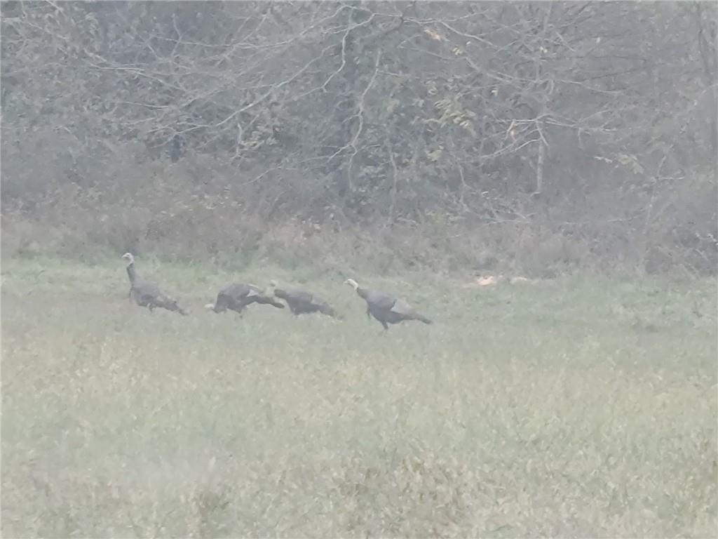 Perry Road Orrick, MO 64077 - Photo 51 of 54