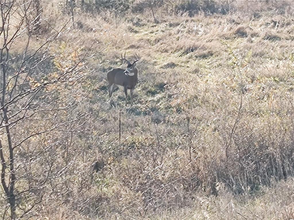 Perry Road Orrick, MO 64077 - Photo 53 of 54