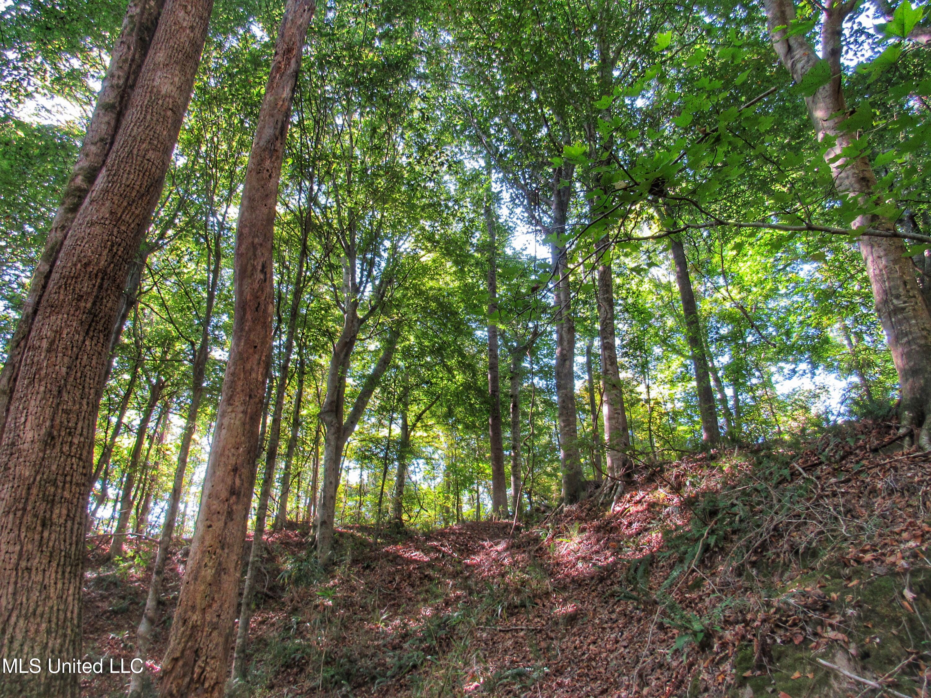 Anding Oil City Road Bentonia, MS 39040 - Photo 21 of 35 img_0686