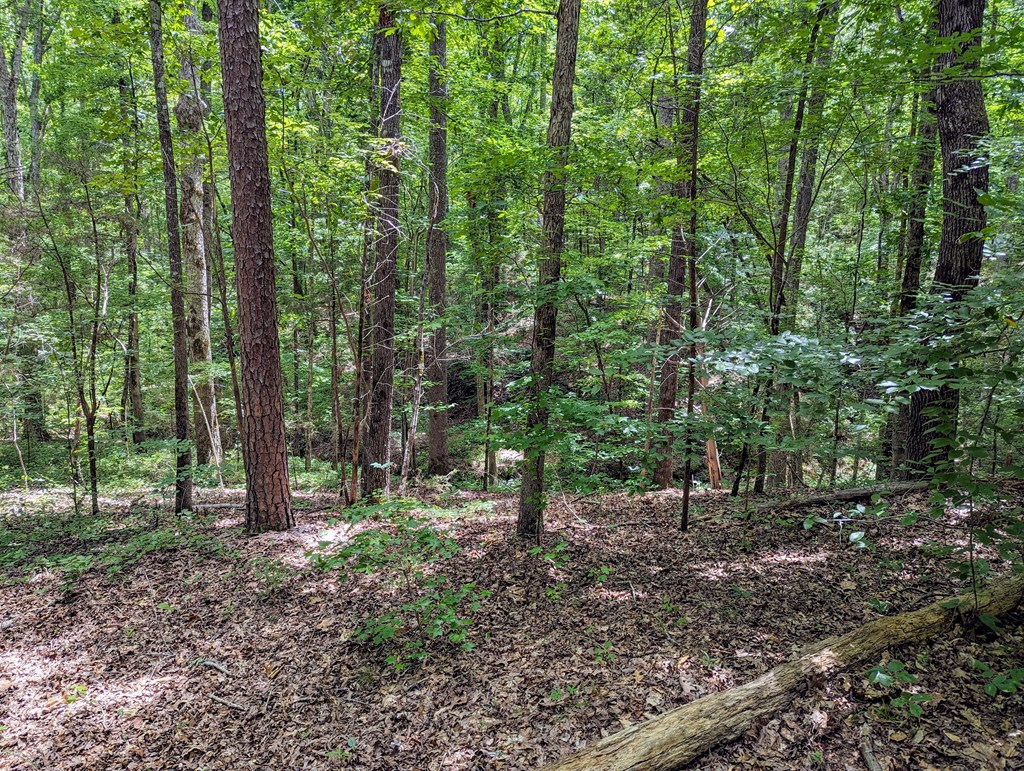 Tbd Turkey Creek Road Ware Shoals, SC 29692 - Photo 4 of 10
